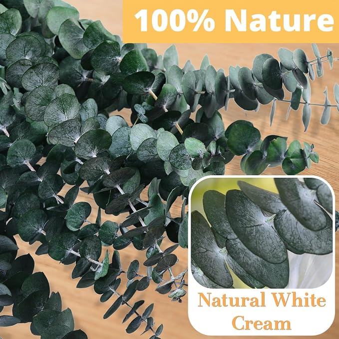12PCS Dried Eucalyptus for Shower Hanging Real Preserved Eucalyptus Stems | - Image 5