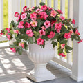 Ammyoo Artificial Fake Petunia Flowers by Ammyoo