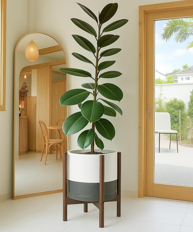 D'vine Dev Ceramic Pot with Walnut Wood Stand, 12 in, 55-B-W-6 | Mid-Century - Image 6