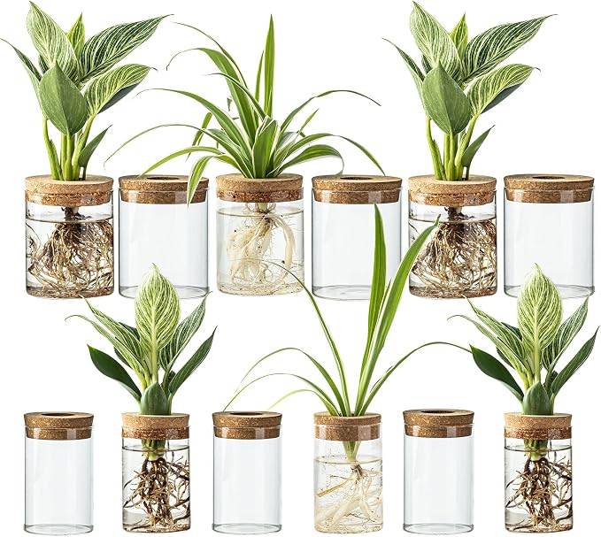 Glass Plant Propagation Stations by wangsdjy