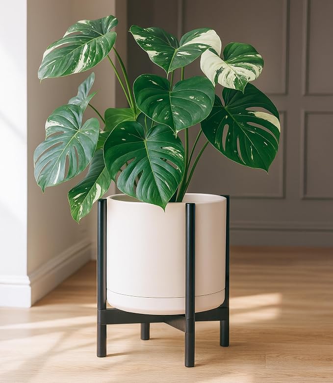 D'vine Dev Ceramic Pot with Ebony Wood Stand, 14 in, 55-B-S-8 | Mid-Century - Image 6