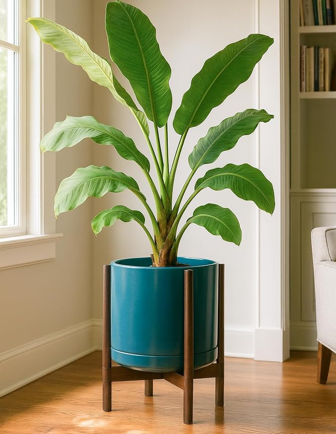 D'vine Dev Ceramic Pot with Walnut Wood Stand, 14 in, 55-B-T-4 | Mid-Century - Image 4