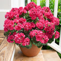 Artificial Geranium Fake Flowers by HyeFloraartificialflowers
