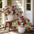 Ammyoo Artificial Fall Flowers Fake Petunias Plants by Ammyoo