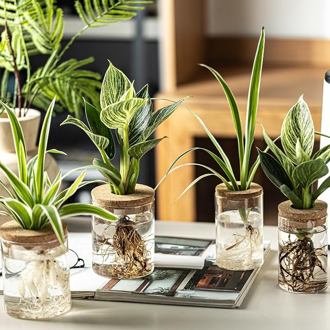 Glass Plant Propagation Stations - Image 6