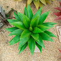 Ttranewsoo 22' Artificial Plant, Artificial Agave Plants, Faux Plants by Ttranewsoo