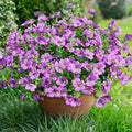 florisso Artificial Flowers for Outdoors Daisy 12 Bundles for Home | Faux by florisso