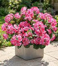 Artificial Geranium Fake Flowers by HyeFloraartificialflowers