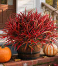 Ivydale 12Pcs Artificial Plants Outdoor Fake Plastic Grass Fall Decoration UV by Ivydale