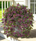 Fake Plants Artificial Hanging Plants by Ivydale